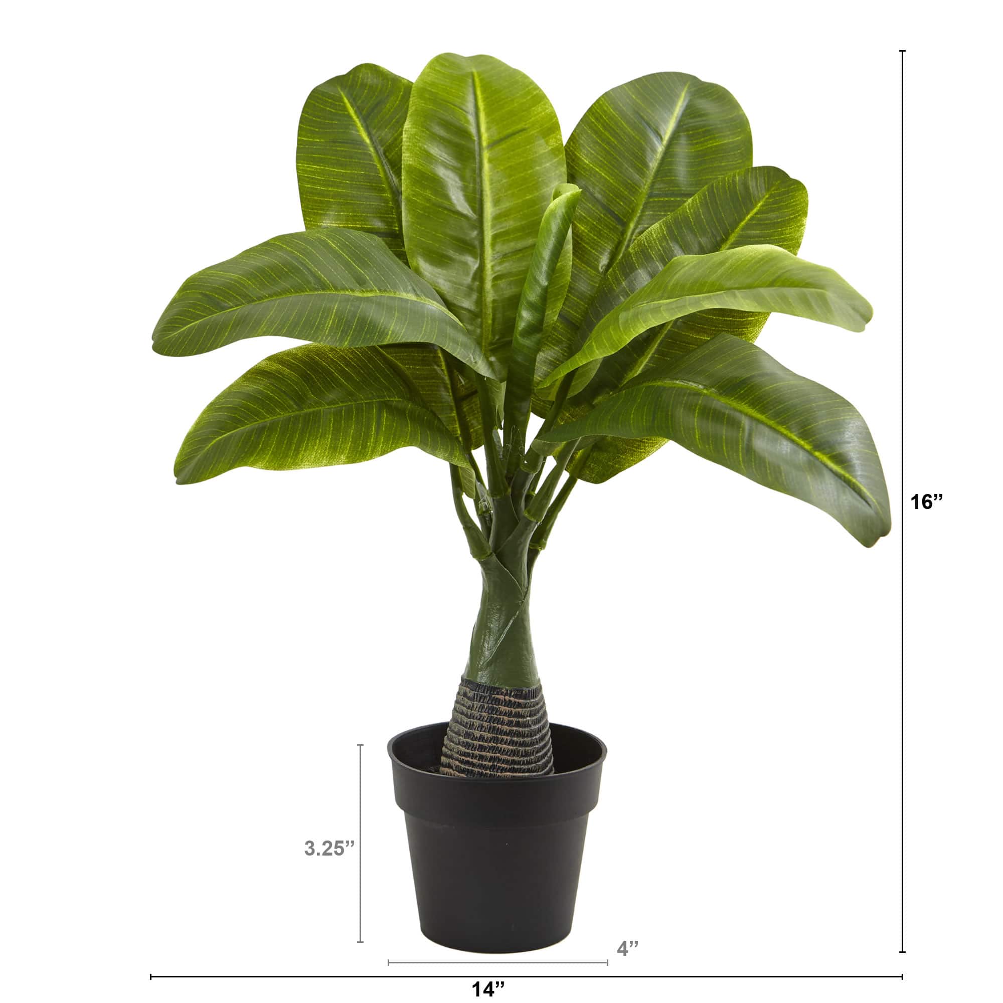 16" Potted Mini Banana Plant